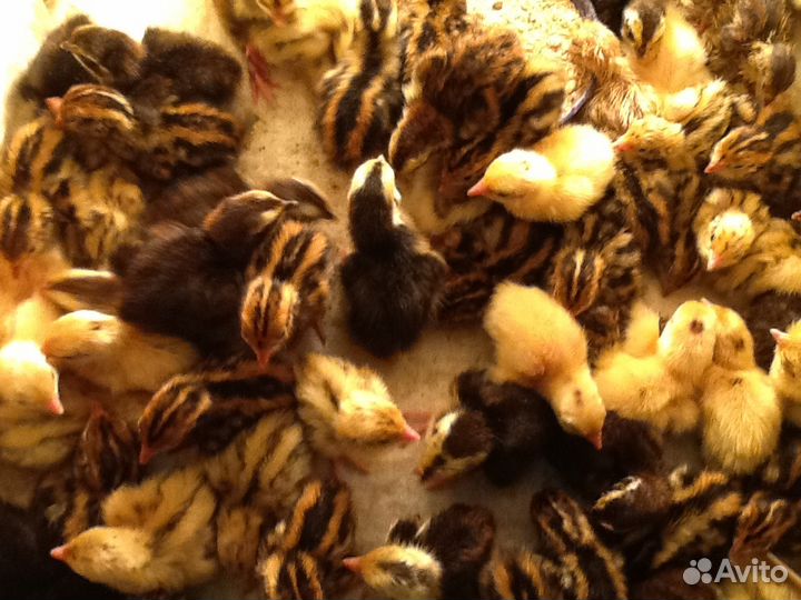 Перепела и перепелиное яйцо