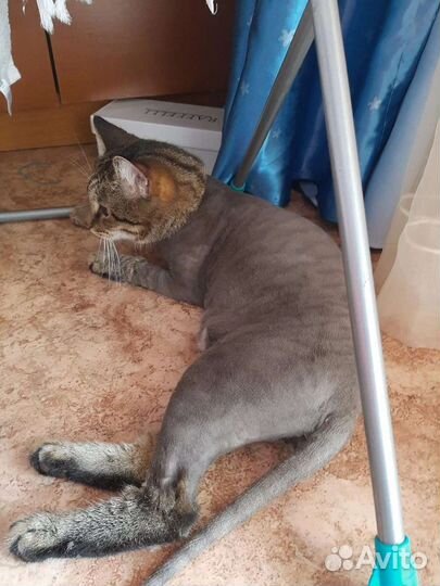 Стрижка кошек выезд на дом