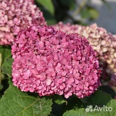 Гортензия древовидная розовая