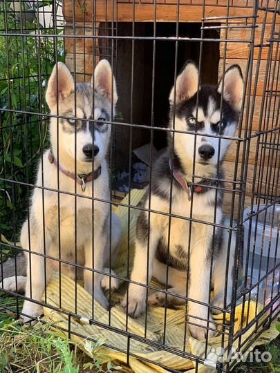 Щенки сибирской хаски