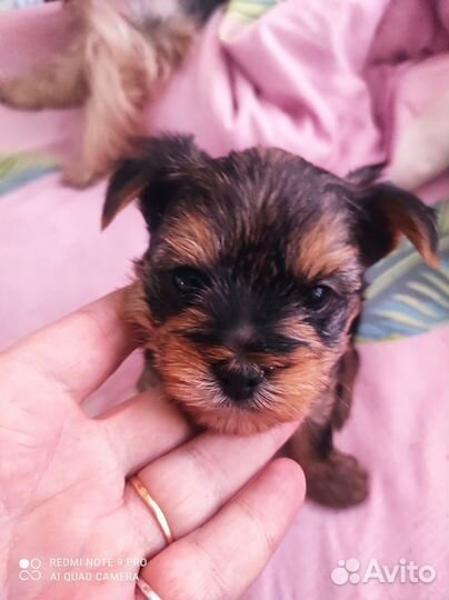 Комочек счастья