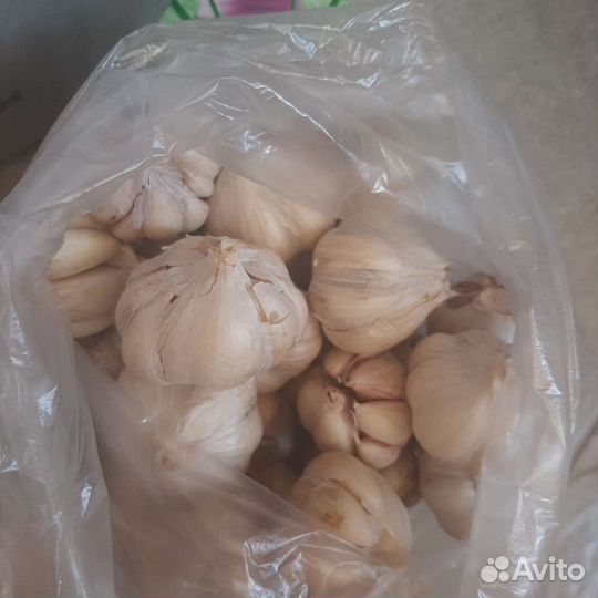 Чеснок