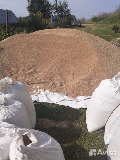 Фуражная пшеница