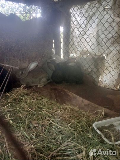 Кролики мясных пород