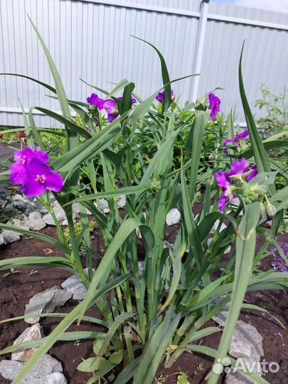 Многолетнее растение Традесканция