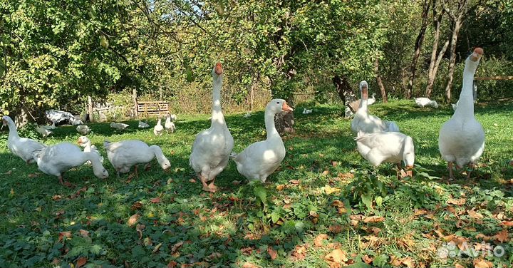 Гуси на племя