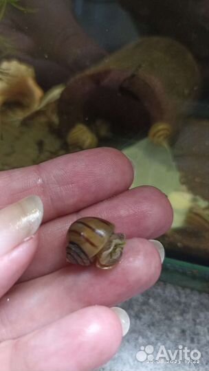 Улитка спикси