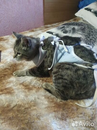 Кошка в дар бесплатно