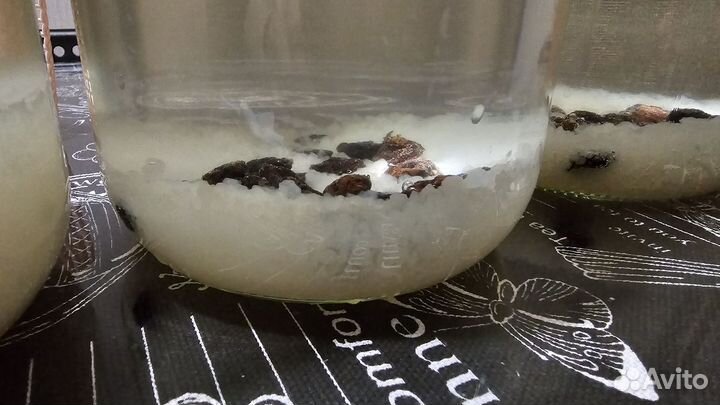 Индийский морской рис