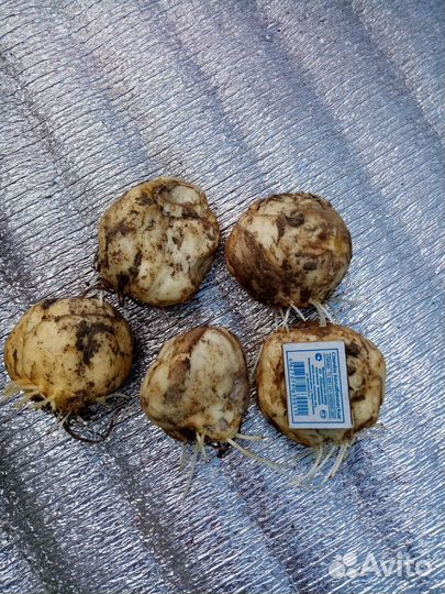 Рябчик императорский