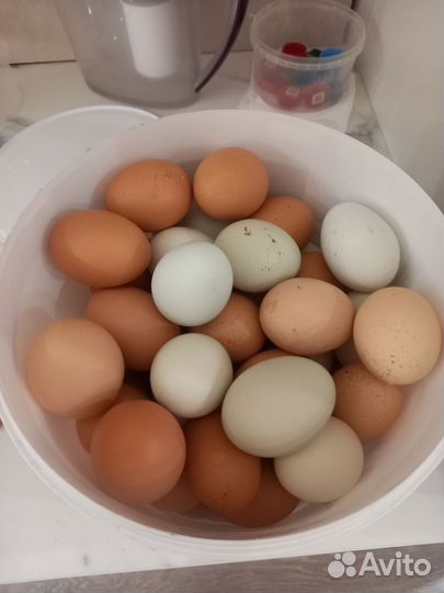 Домашние куриные яйца