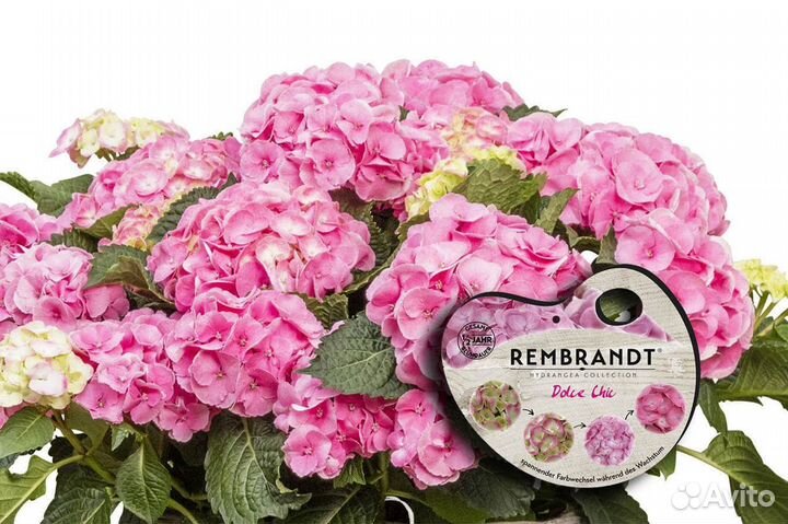 Гортензии Бесконечное Лето Блу, Эрли Блю, Рембранд