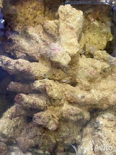 Живые камни