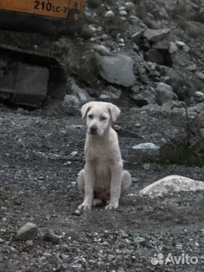 Щенок в добрые руки