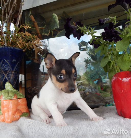 Щенок той-фокстерьера