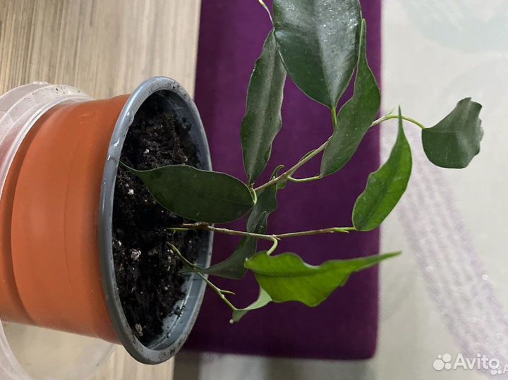 Фикус бенджамина и хлорофитум бонни