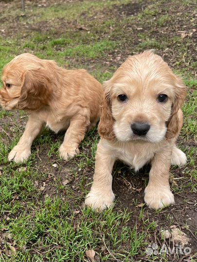 Кокер спаниель