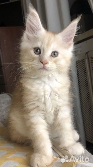 Котята мейн-кун