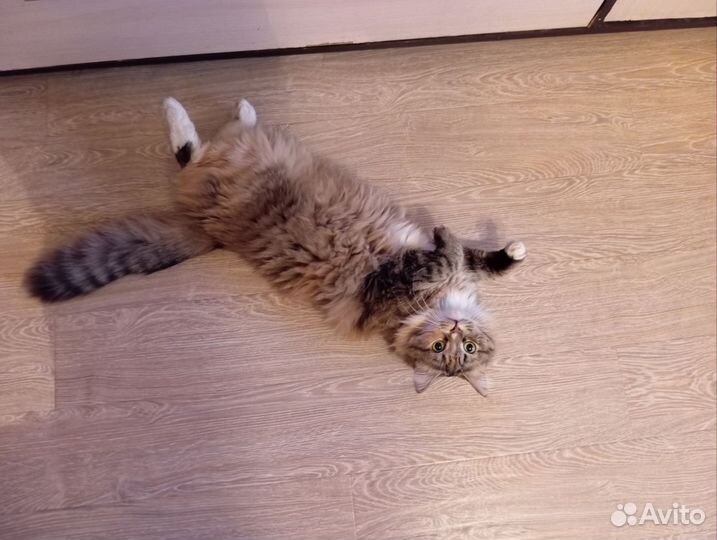 Кошка в дар