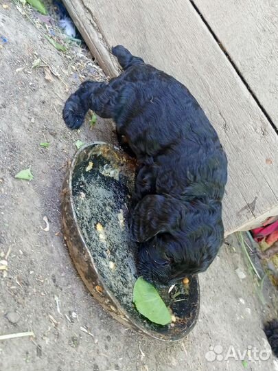 Кокеры- спаниели щенки