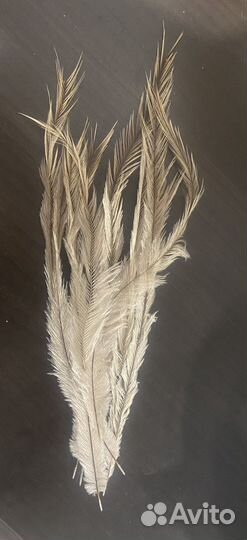 Перья страуса Эму