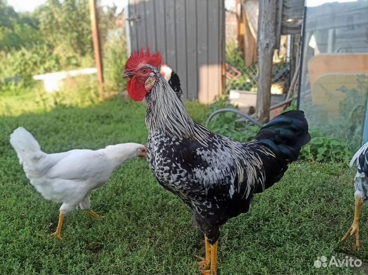 Продам петушков на племя