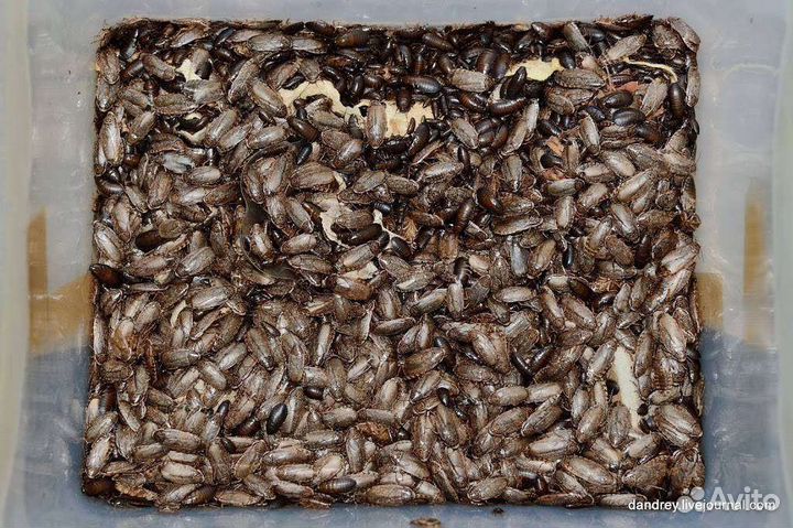 Кормовые насекомые