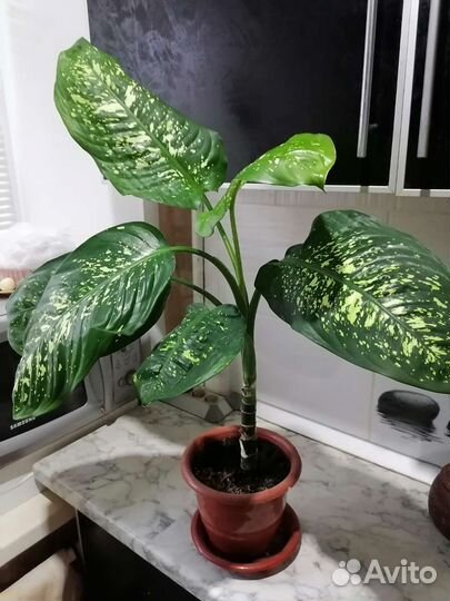 Растение золотой ус