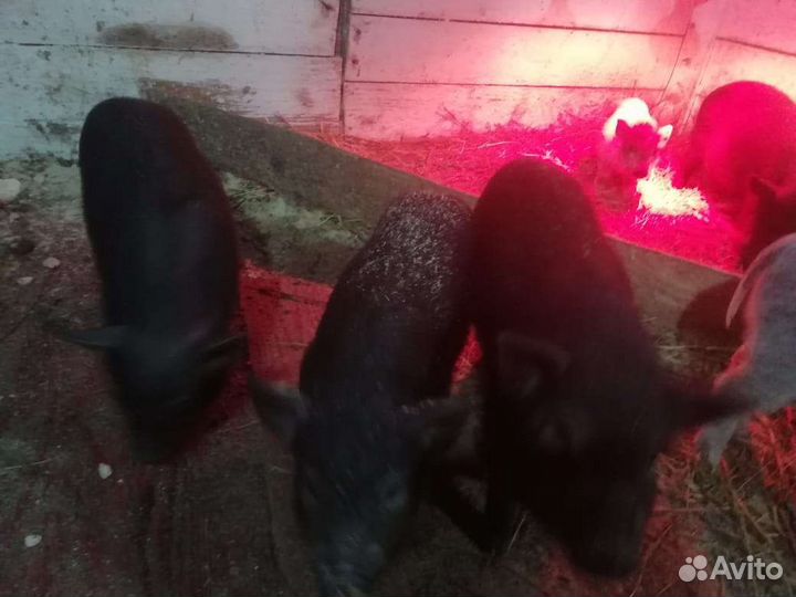 Поросята вьетнамские вислобрюхие