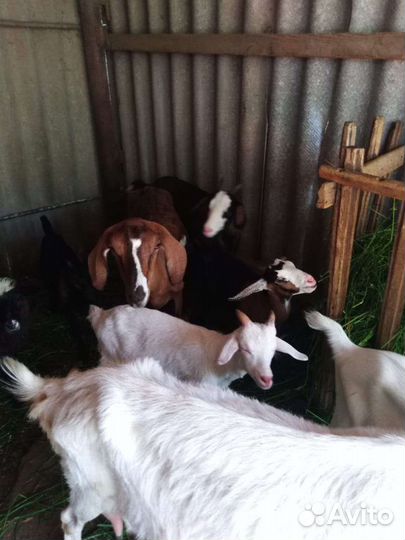 Козы козлы козлята