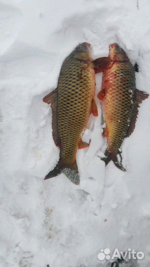 Рыба каспия живая