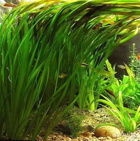 Аквариумное растения и рыбы