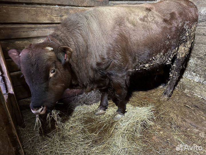 Бык мясной породы