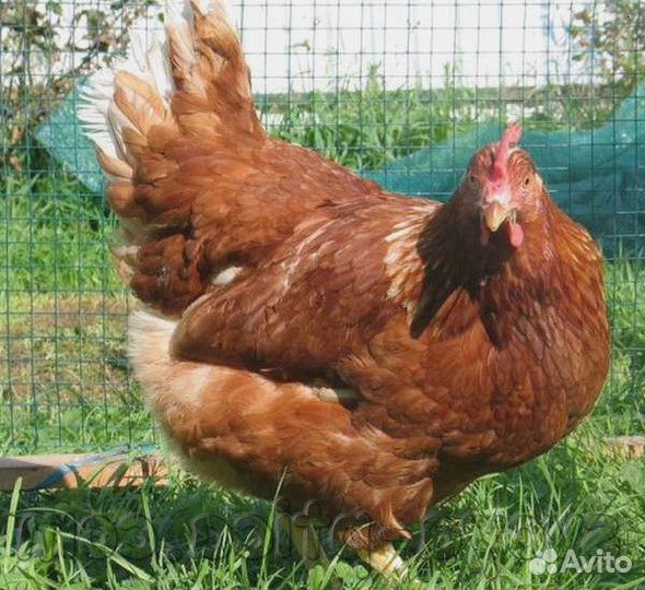 Куры несушки