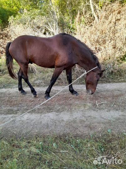 Лошадь жеребец