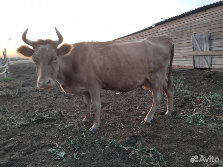 Коровы и телка