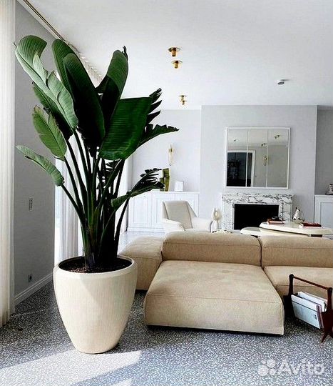 Продам саженцы Стрелиции Николая