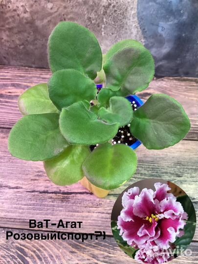 Взрослые фиалки