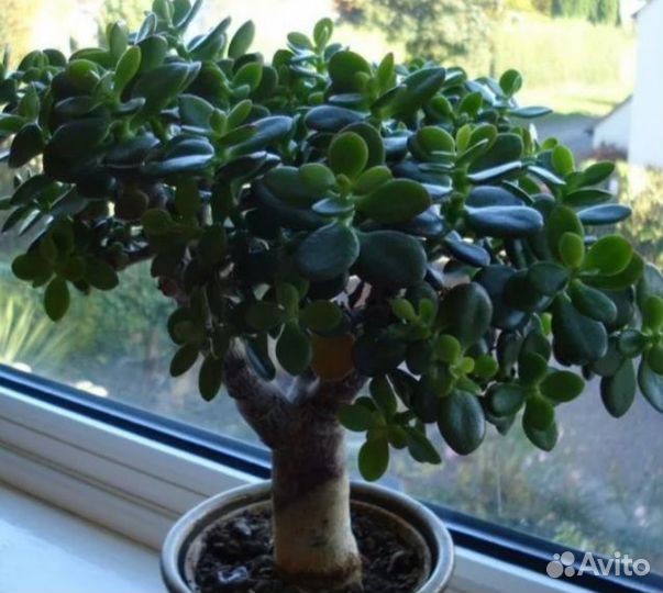 Толстянка,денежное дерево