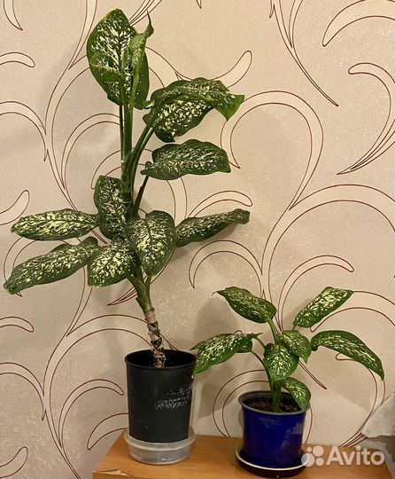 Комнатные цветы