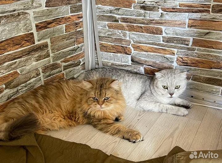 Кошка и кот
