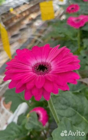 Гербера в горшке оптом и в розницу