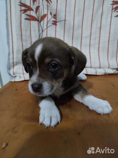 Маленькая собака