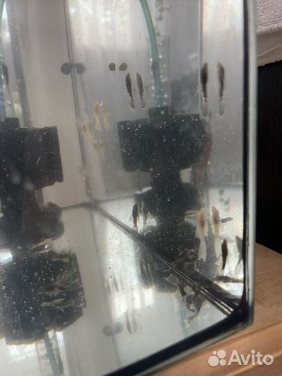 Малек анцитруса