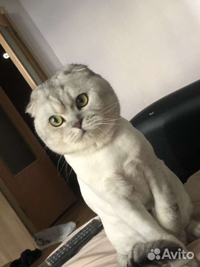 Шотландский вислоухий кот на вязку