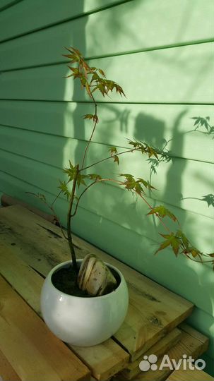 Дерево бонсай клен японский