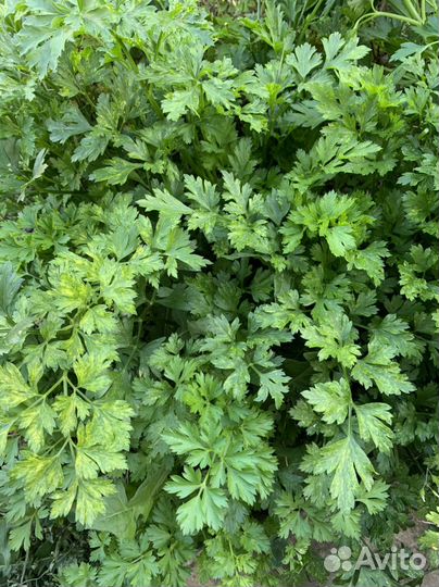 Петрушка, укроп