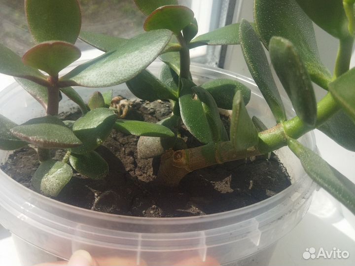 Комнатные растения