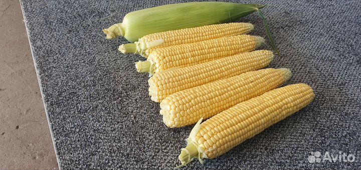 Сладкая кукуруза