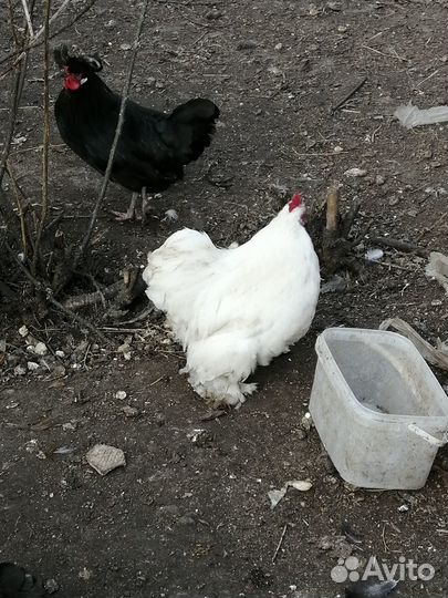 Курочки помеси кохинхин +петушок